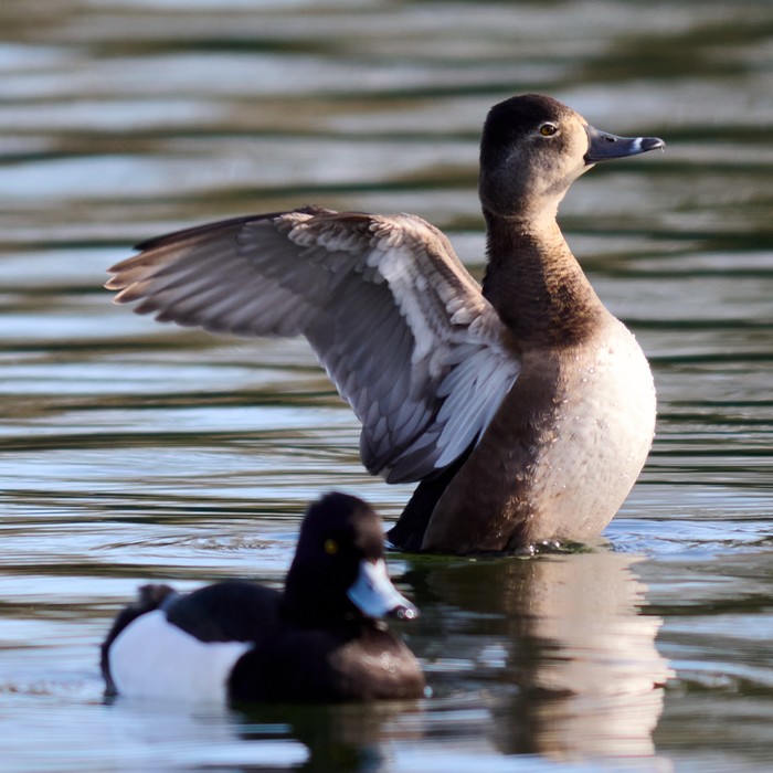 Ring-necked Duck