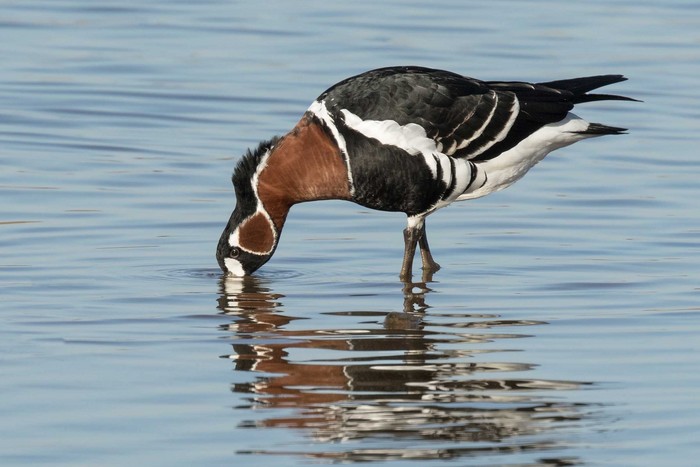 Red-breasted Goose