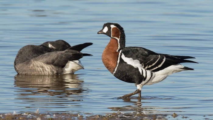 Red-breasted Goose