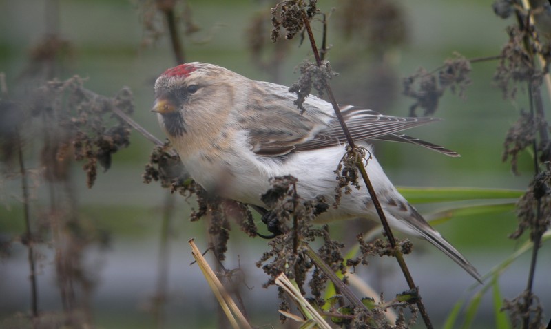 Hornemann's Arctic Redpoll