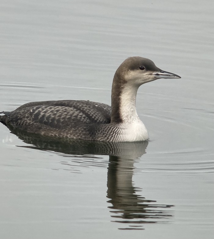 Pacific Diver