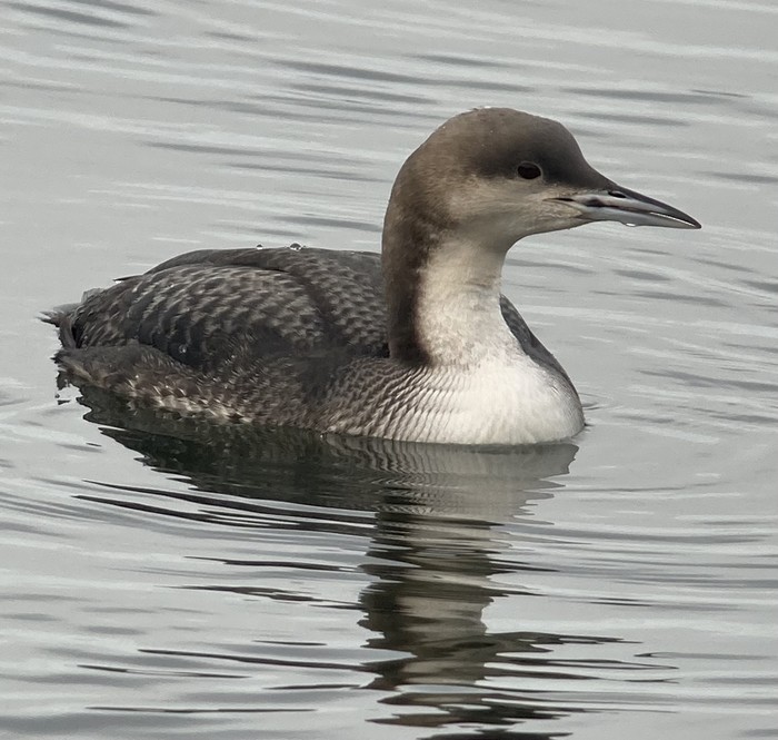 Pacific Diver