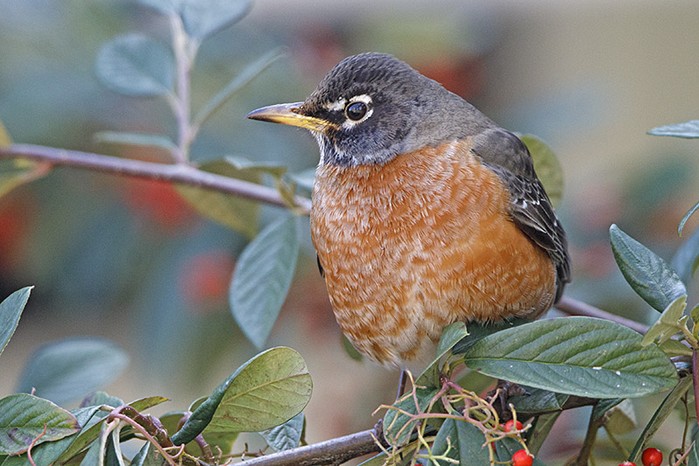 American Robin