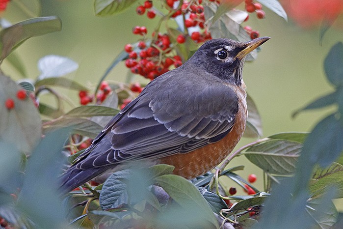 American Robin