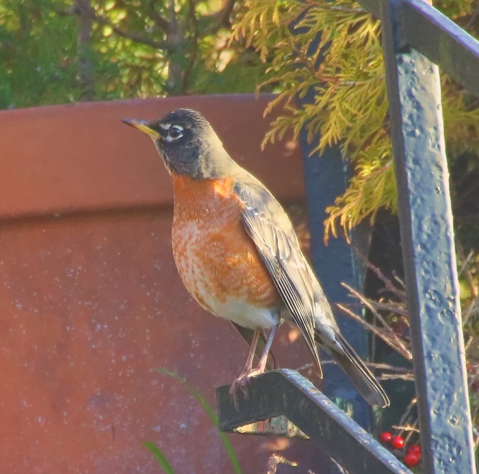 American Robin