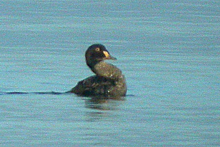 King Eider