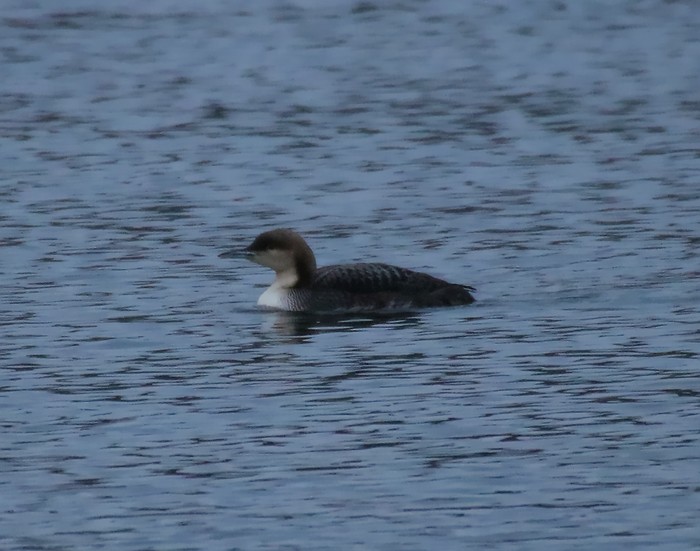 Pacific Diver