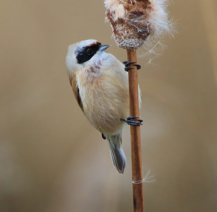 Penduline Tit
