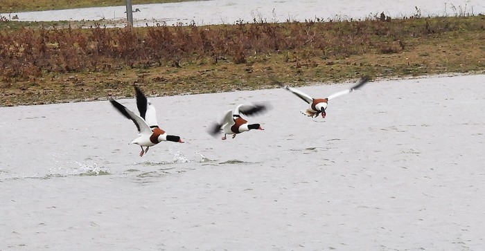 Shelduck