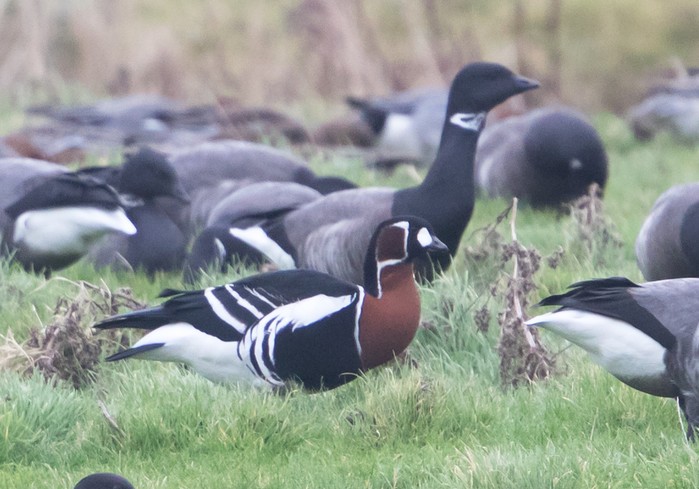 Red-breasted Goose