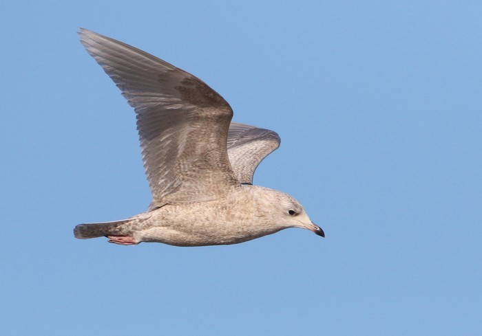 Iceland Gull