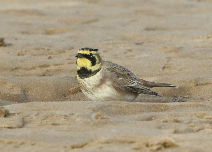 Shorelark