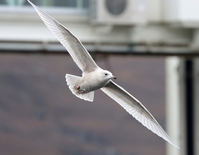 Iceland Gull