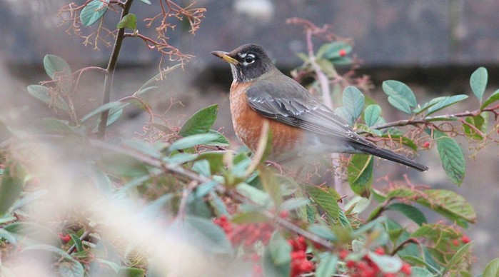 American Robin