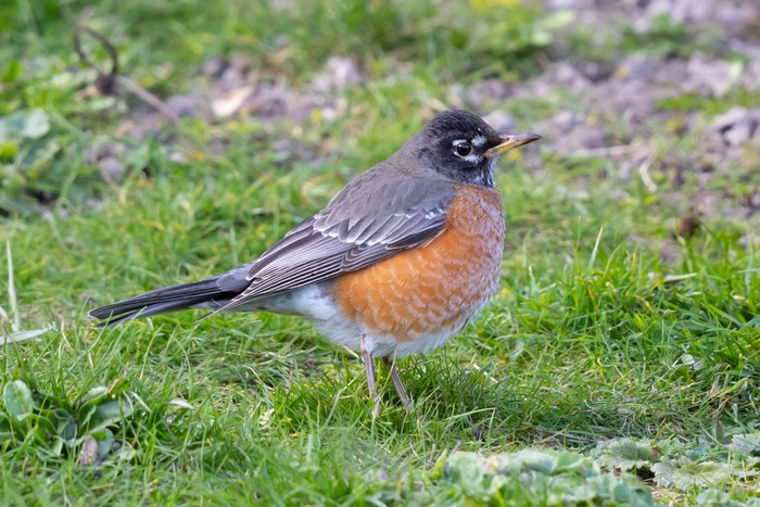 American Robin