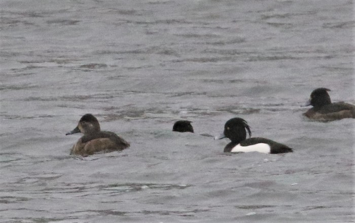 Ring-necked Duck