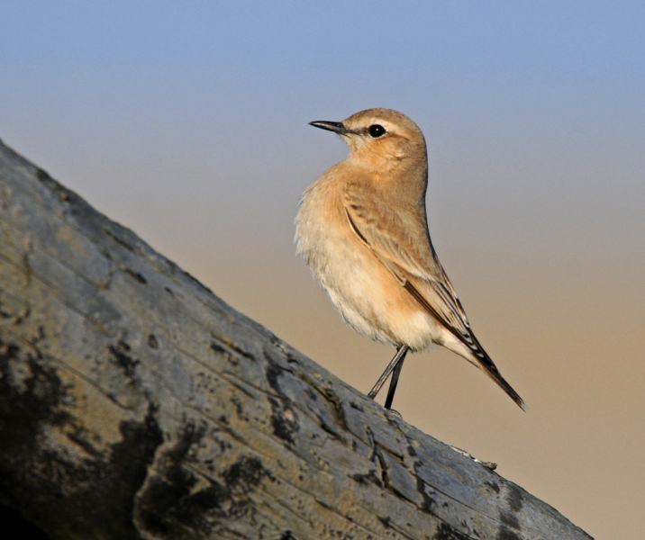Isabelline Wheatear