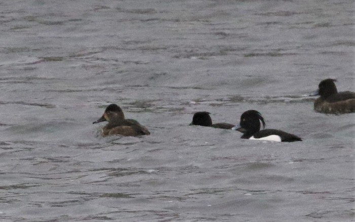 Ring-necked Duck