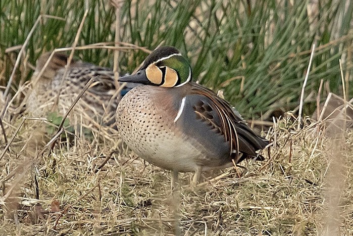 Baikal Teal