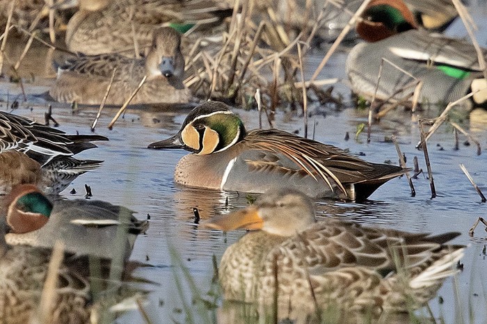 Baikal Teal
