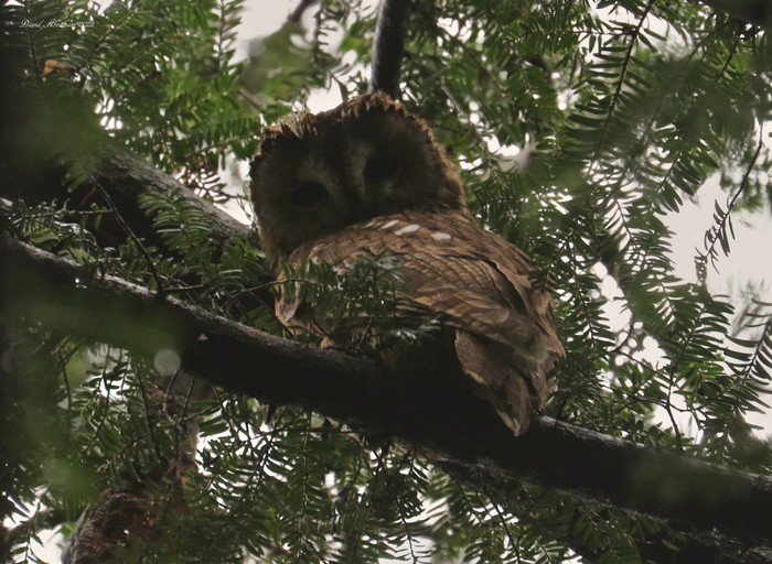 Tawny Owl