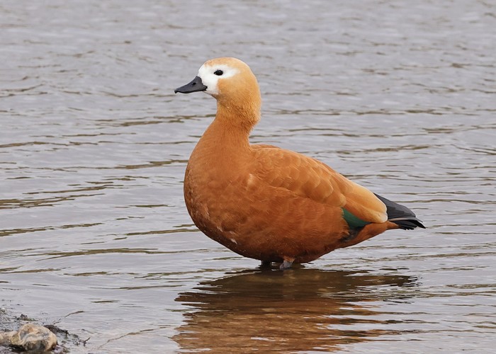 Ruddy Shelduck