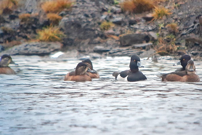 Ring-necked Duck