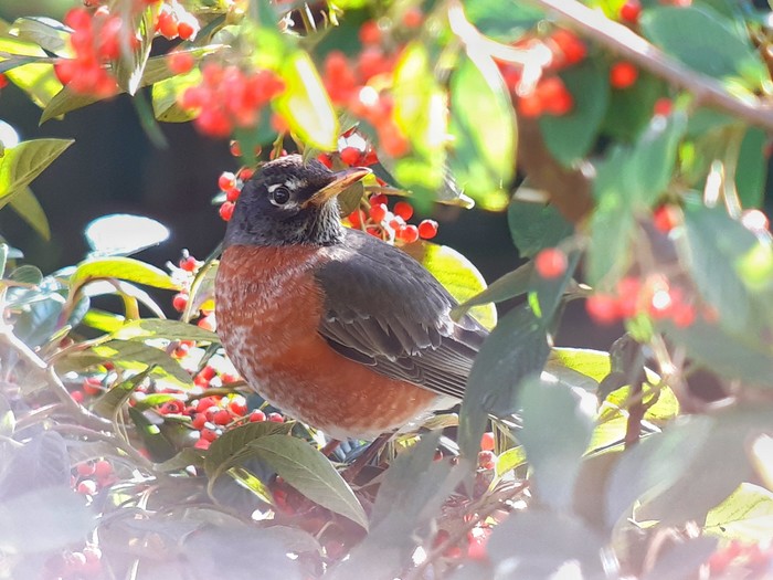 American Robin
