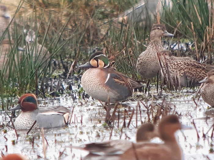 Baikal Teal