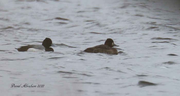 Lesser Scaup 