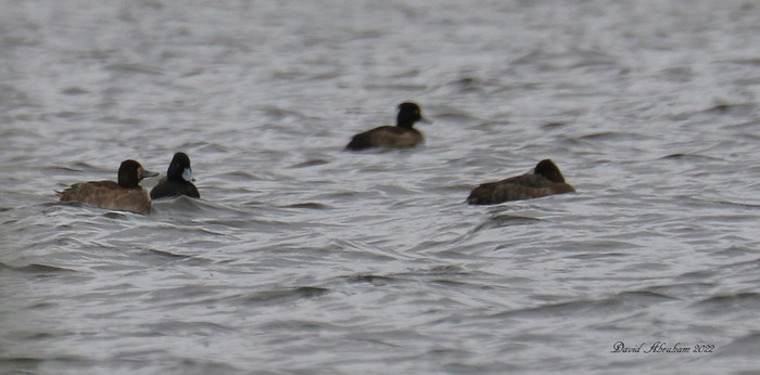 Lesser Scaup