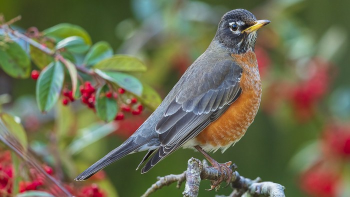 American Robin
