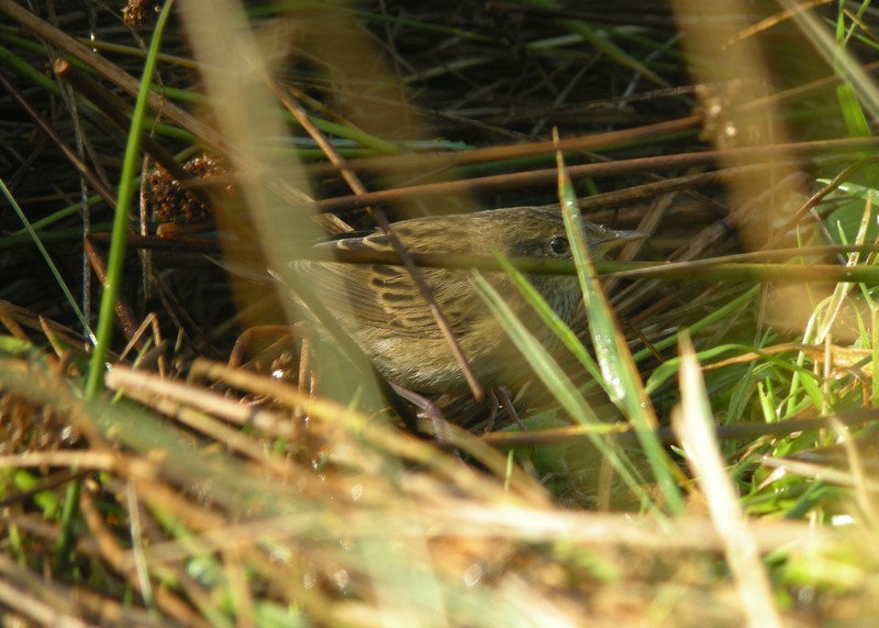 Lanceolated Warbler