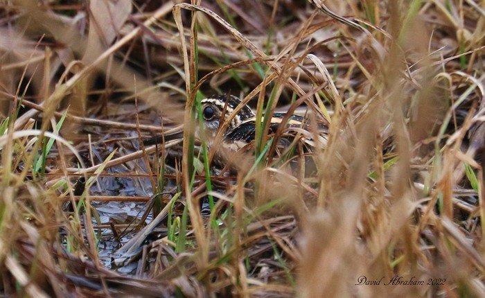 Jack Snipe