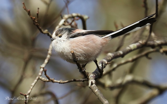 Long-tailed Tit 