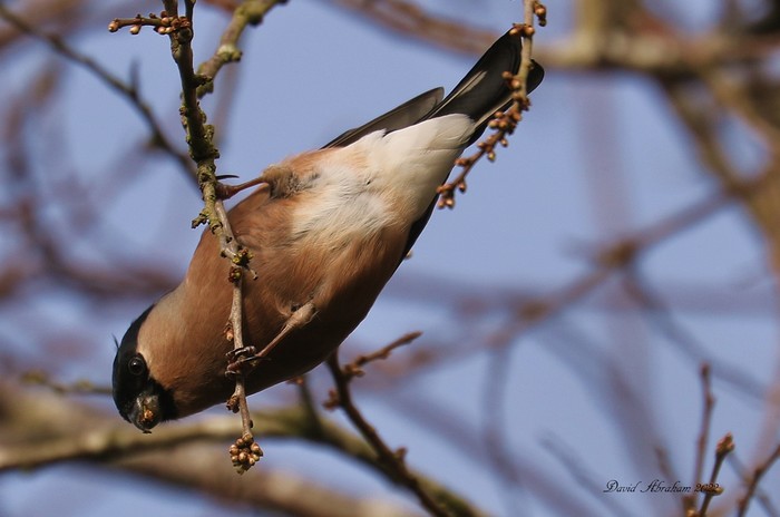 Bullfinch 