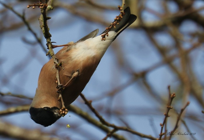 Bullfinch 