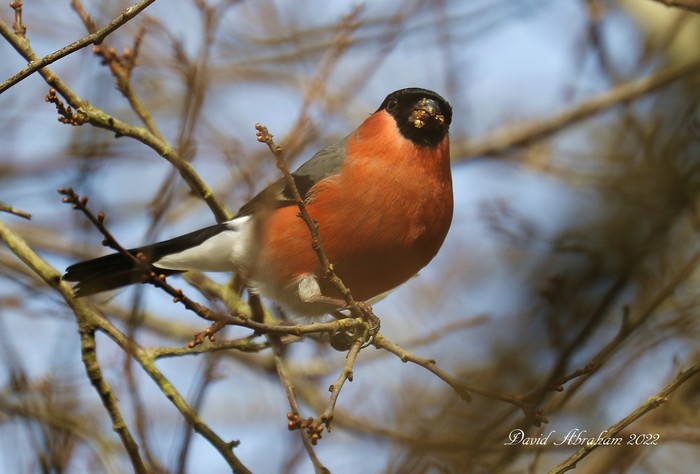 Bullfinch 