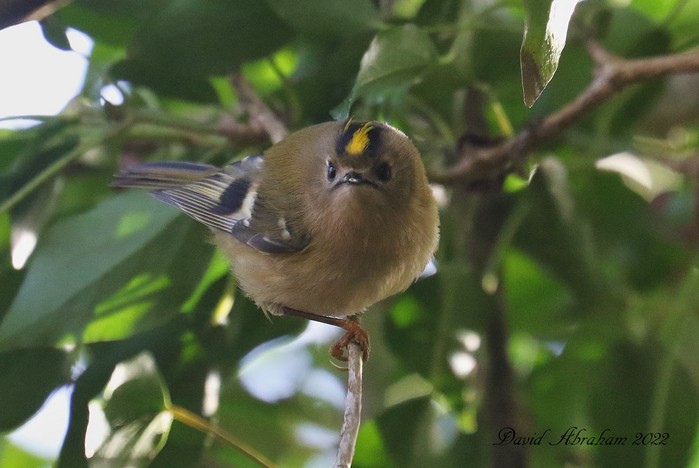 Goldcrest 