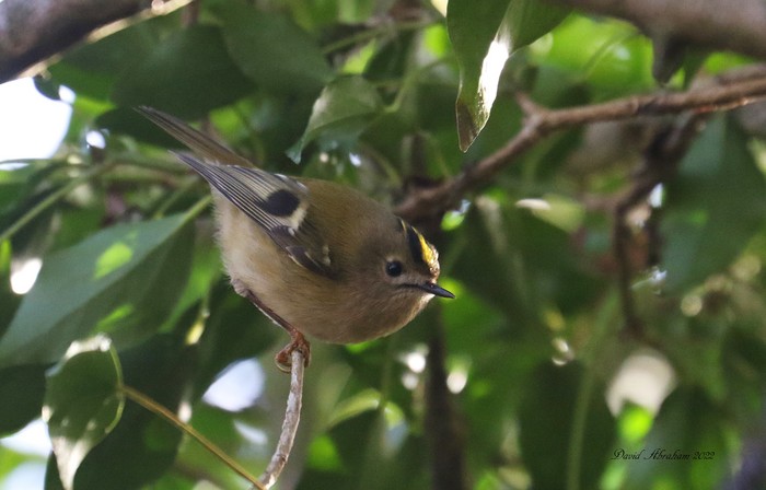 Goldcrest 