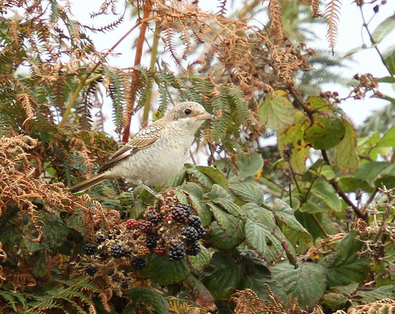 Woodchat Shrike