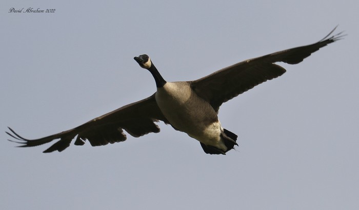 Canada Goose