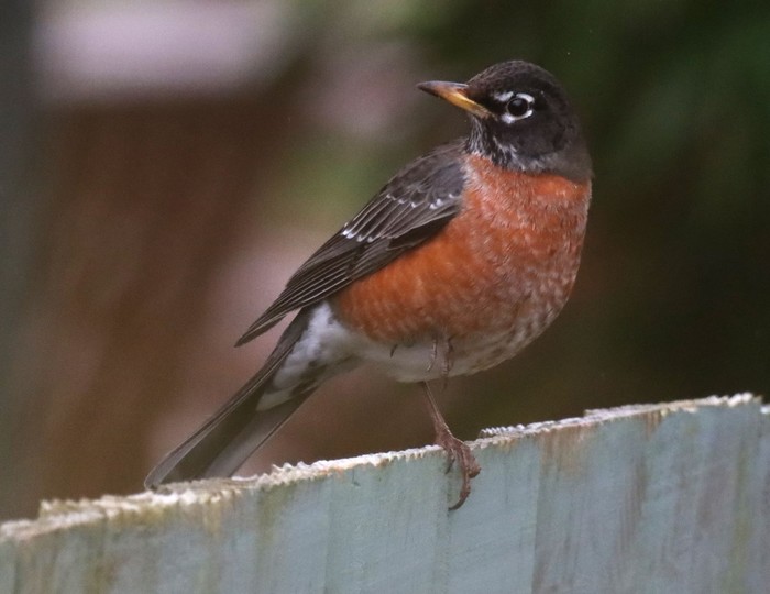American Robin