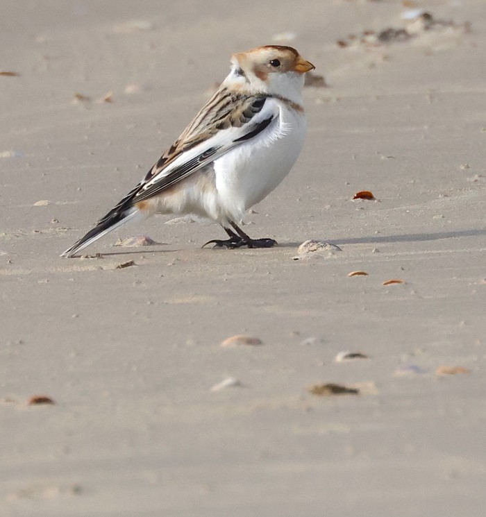 Snow Bunting