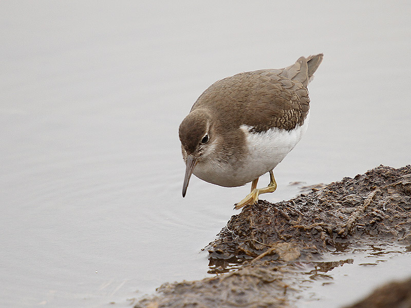 Spotted Sandpiper