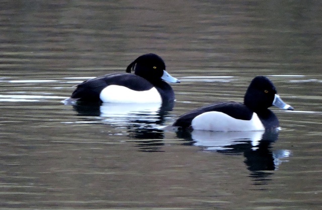 Ring-necked Duck