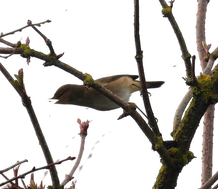 Chiffchaff