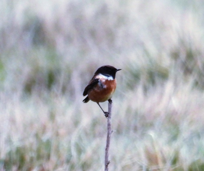 Stonechat