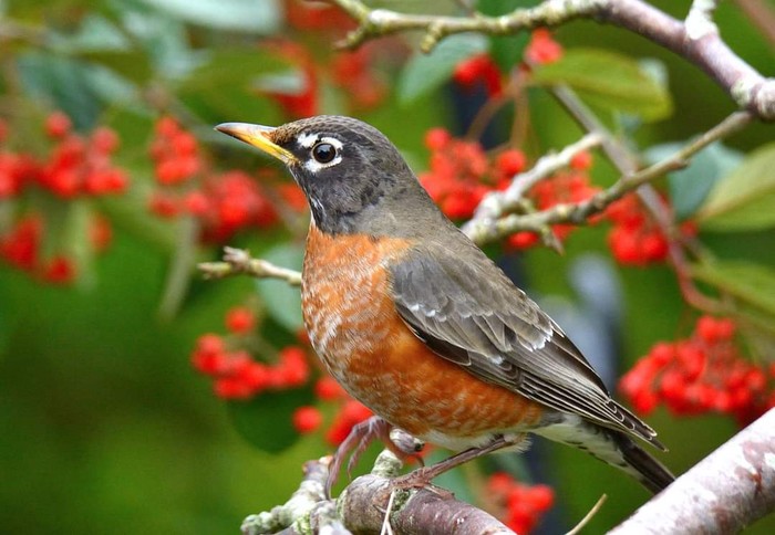 American Robin