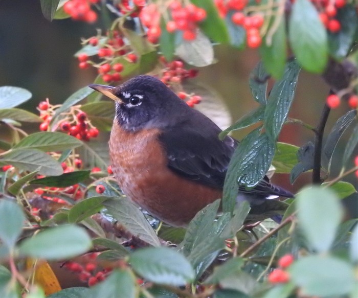 American Robin